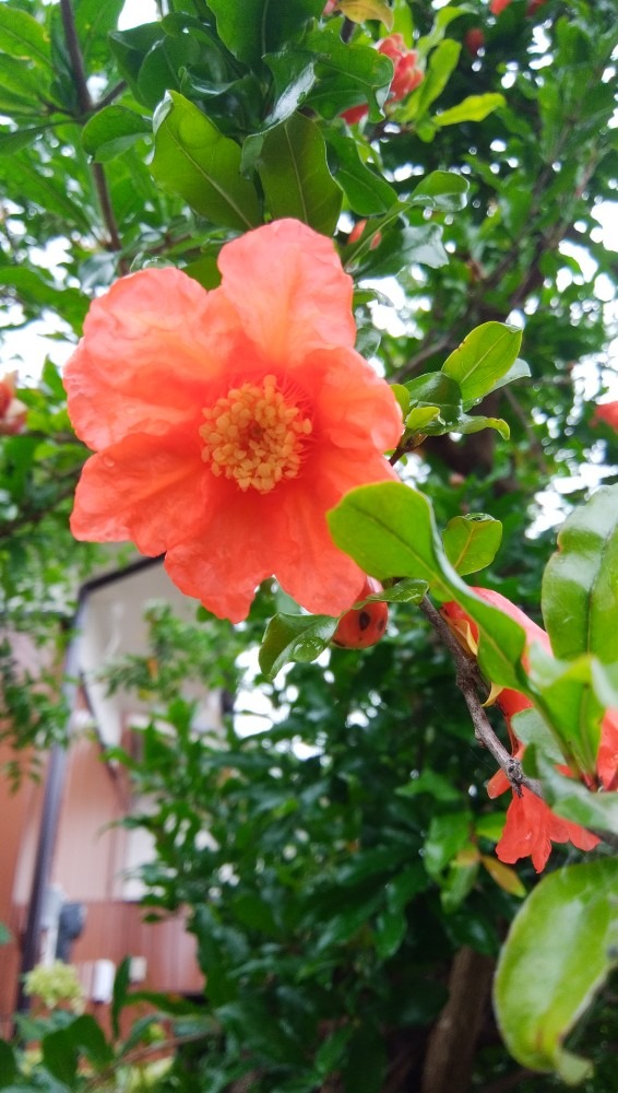 鮮やかな、お花です！