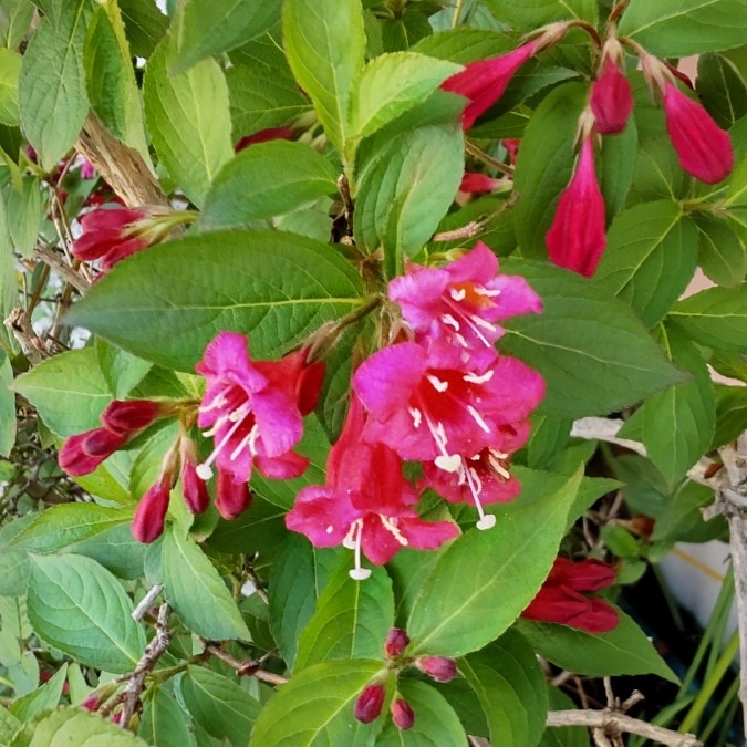 鮮やかな紅色🌼🌿タニウツギ🤗