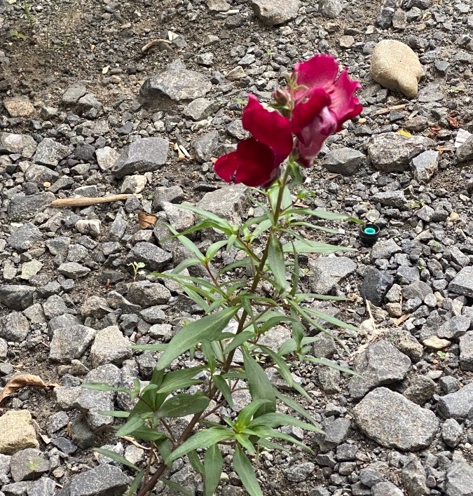 うぁ〜可愛い❣️