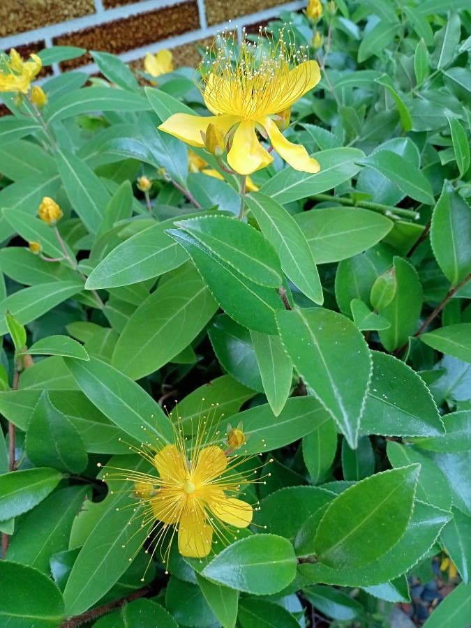 時期が来ると‥🌿