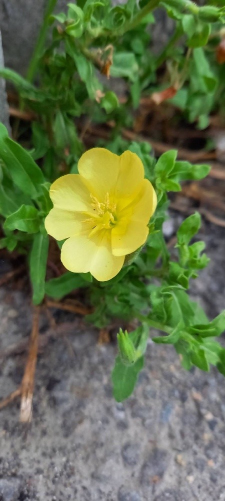 花倶楽部