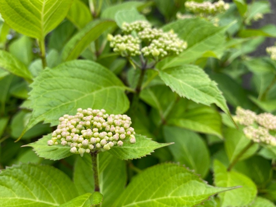 花倶楽部　紫陽花