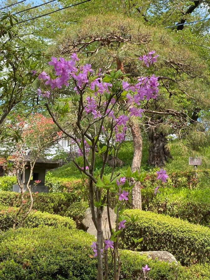 霞城公園の花