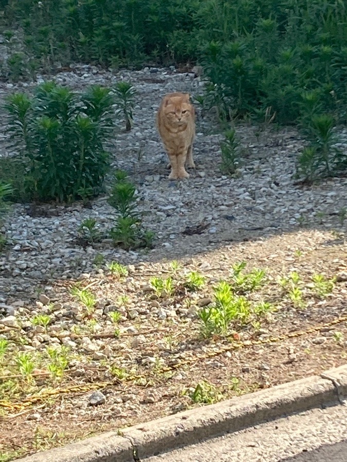 野良猫❣️