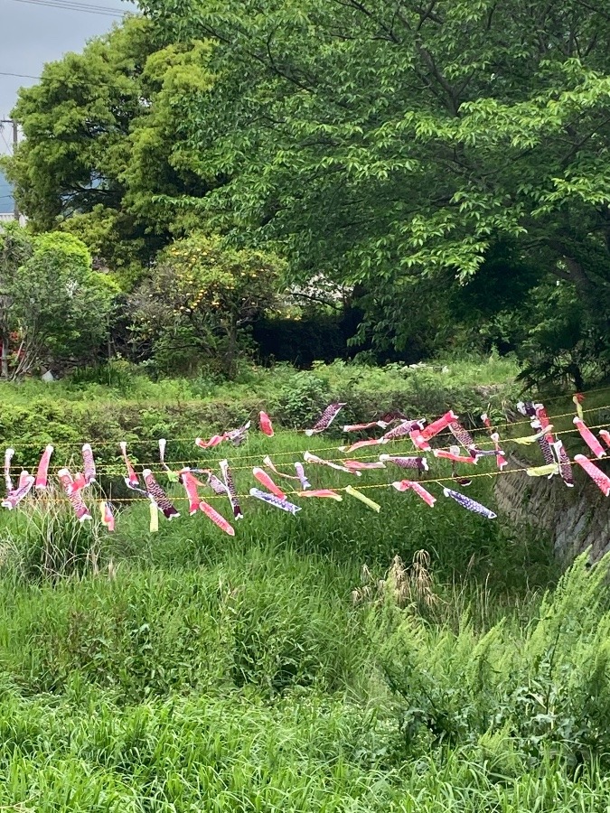 勝山町の矢山川で見つけた‼️