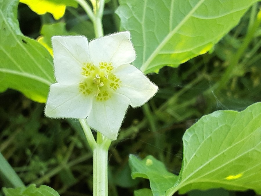 我が家の花(ホオズキ🌼)