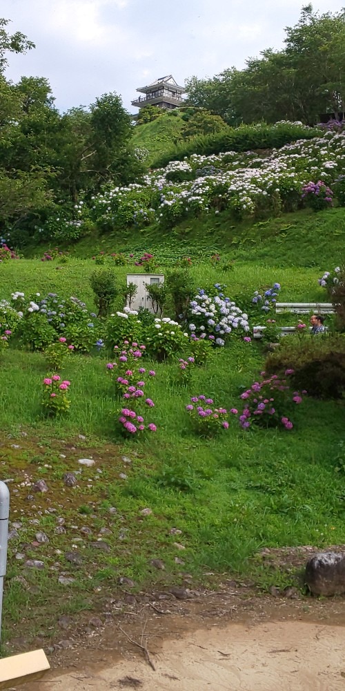 一面の紫陽花🌼