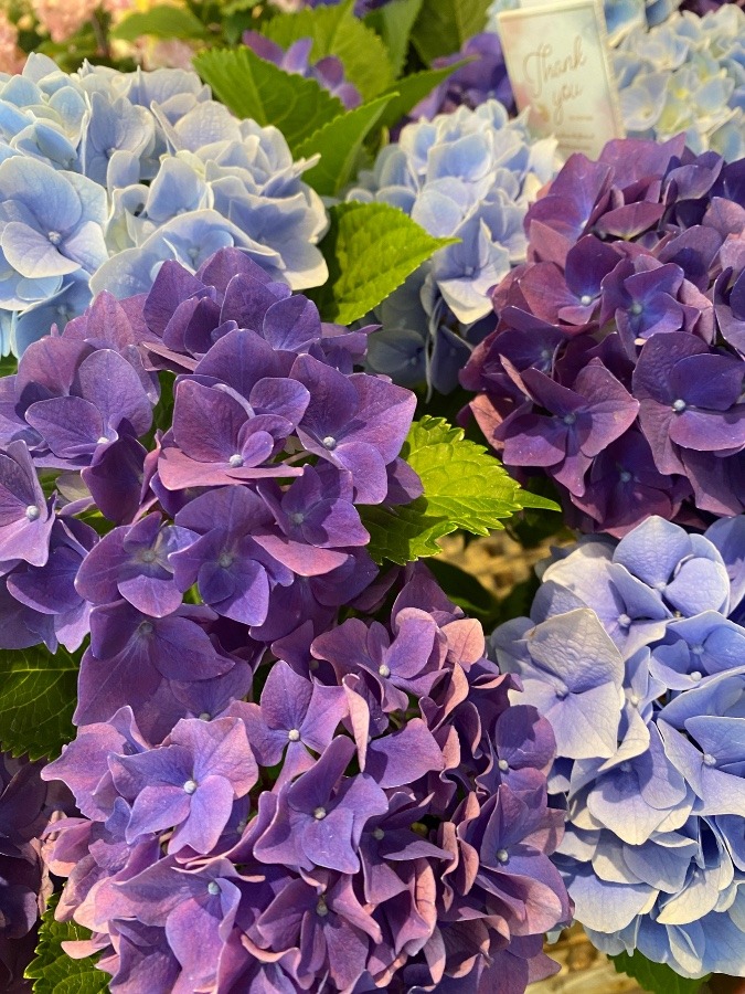 お花屋さん③