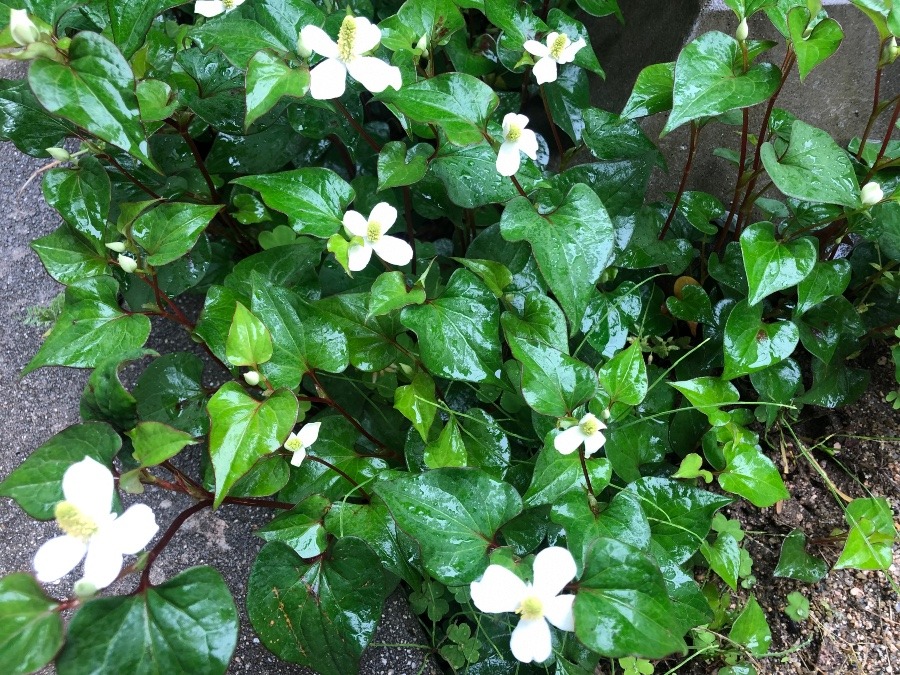 ドクダミの花♡