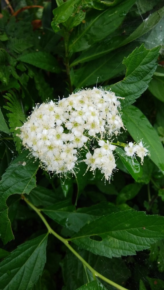 何の、お花です！