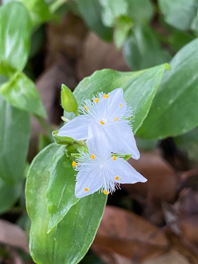 美しい草花✨