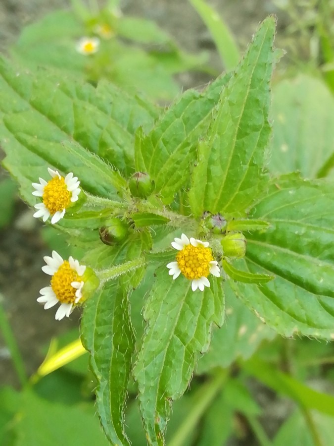 直径7ミリの花