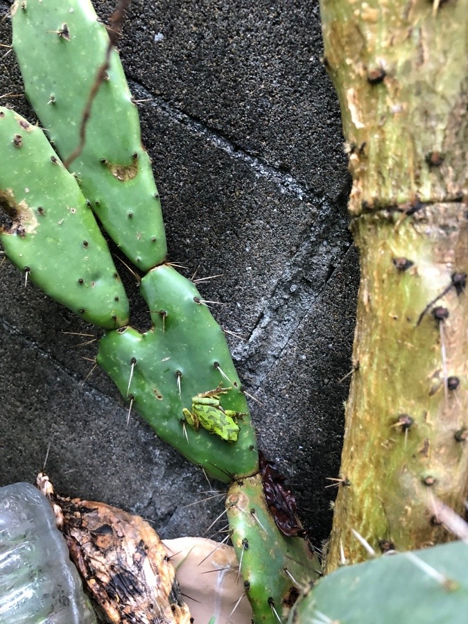 我が家のカエル