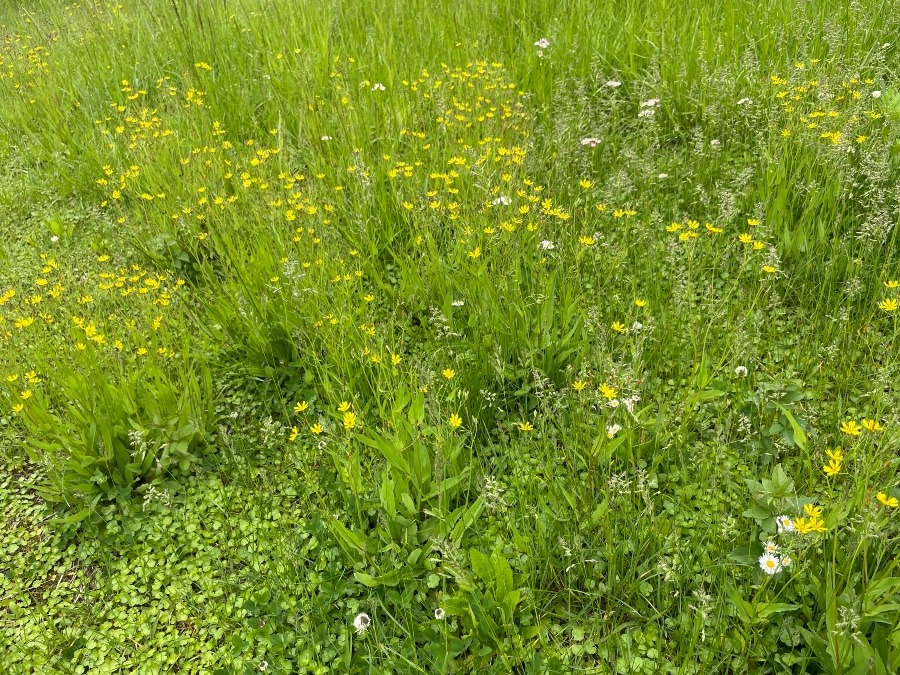 こんな小花🌼と緑🟢のじゅうたん