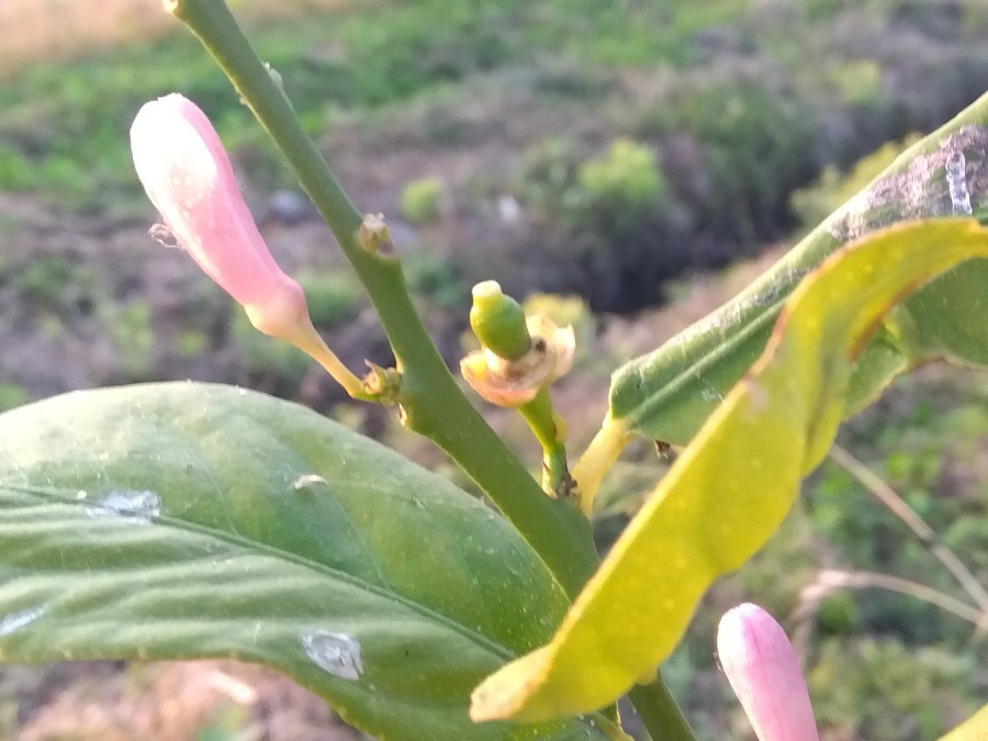 レモン🍋の花に小さい実が💚