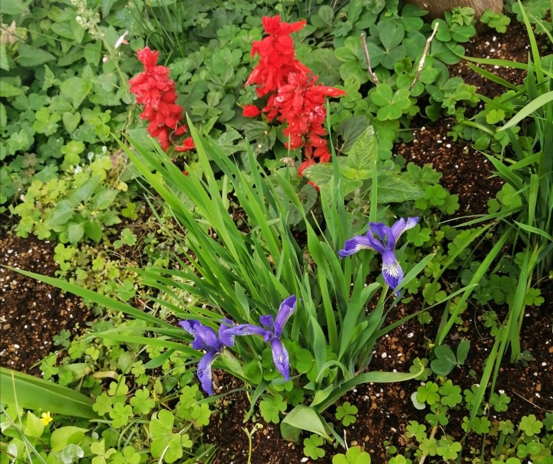 ミニ菖蒲とサルビア