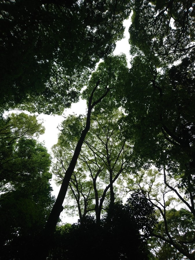 明治神宮神秘の森🌿