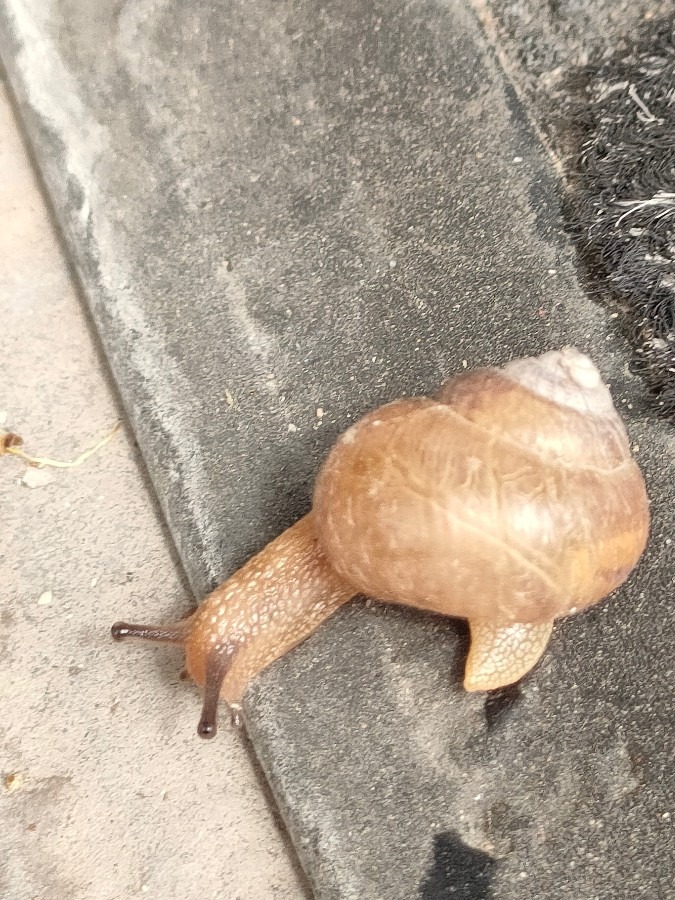 雨が大好き🐌