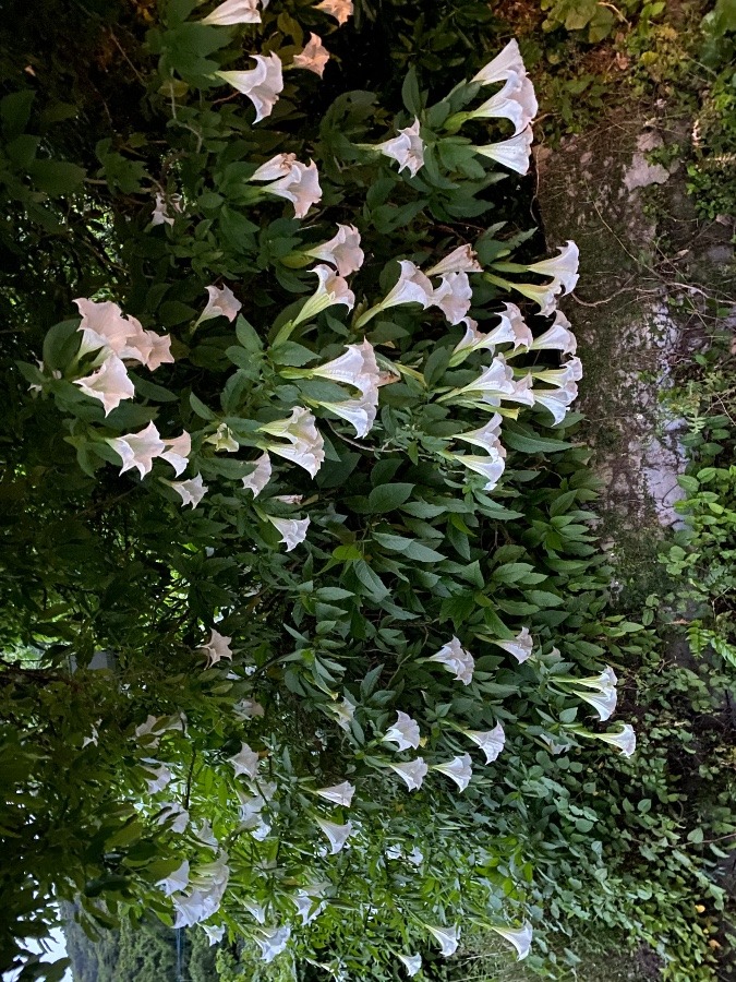 気になる花全体