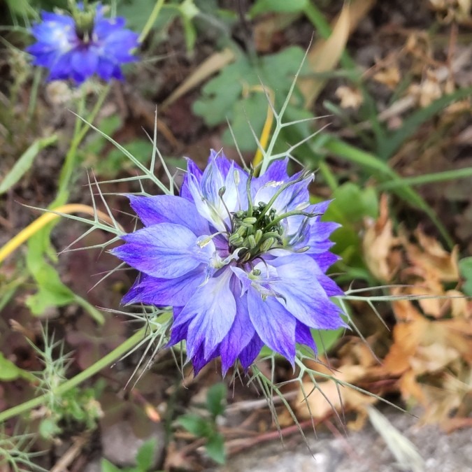 ゲラゲラ😀ニゲラ💜🌿