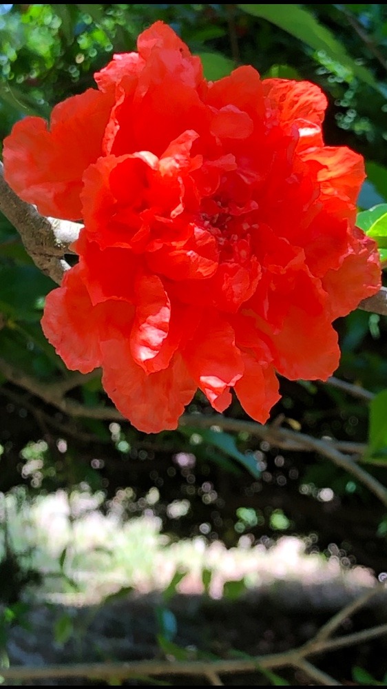 何のお花？