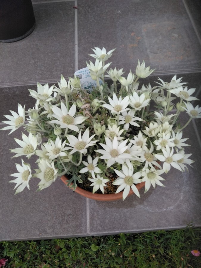 フランネルフラワー