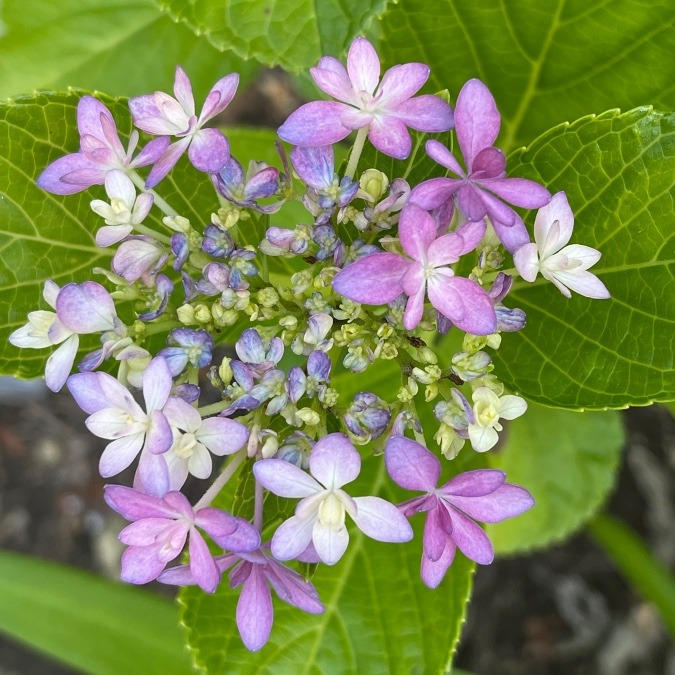 紫陽花12