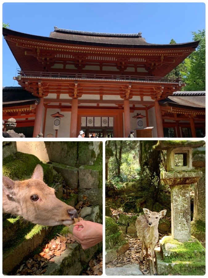 ☆春日大社へお礼参り☆