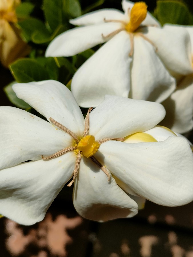 クチナシの花