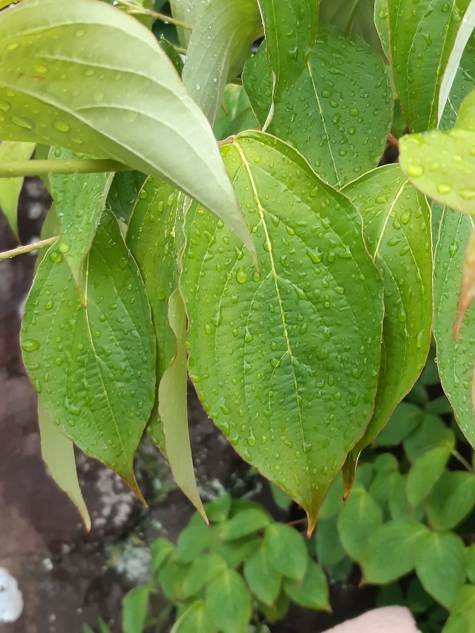 雨☔