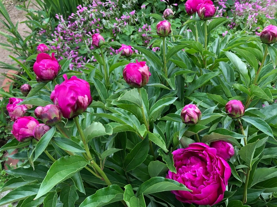 庭に咲くシャクヤクの花