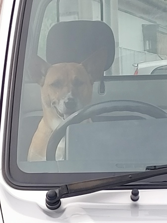 運転手だ❕ワン🐶