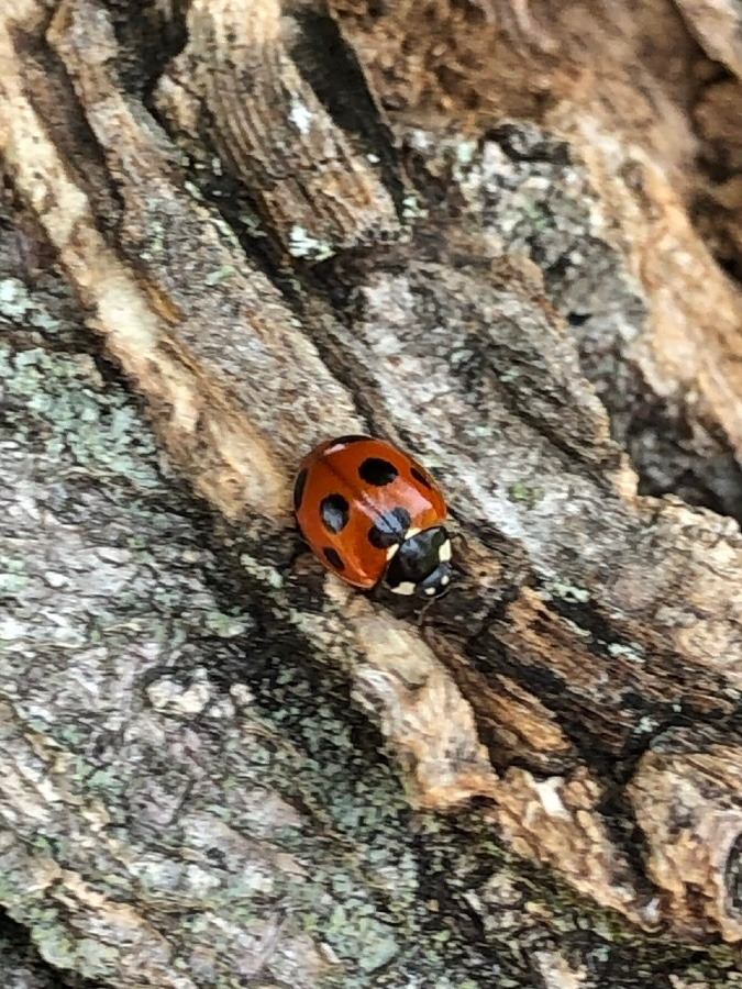 元気でね🐞