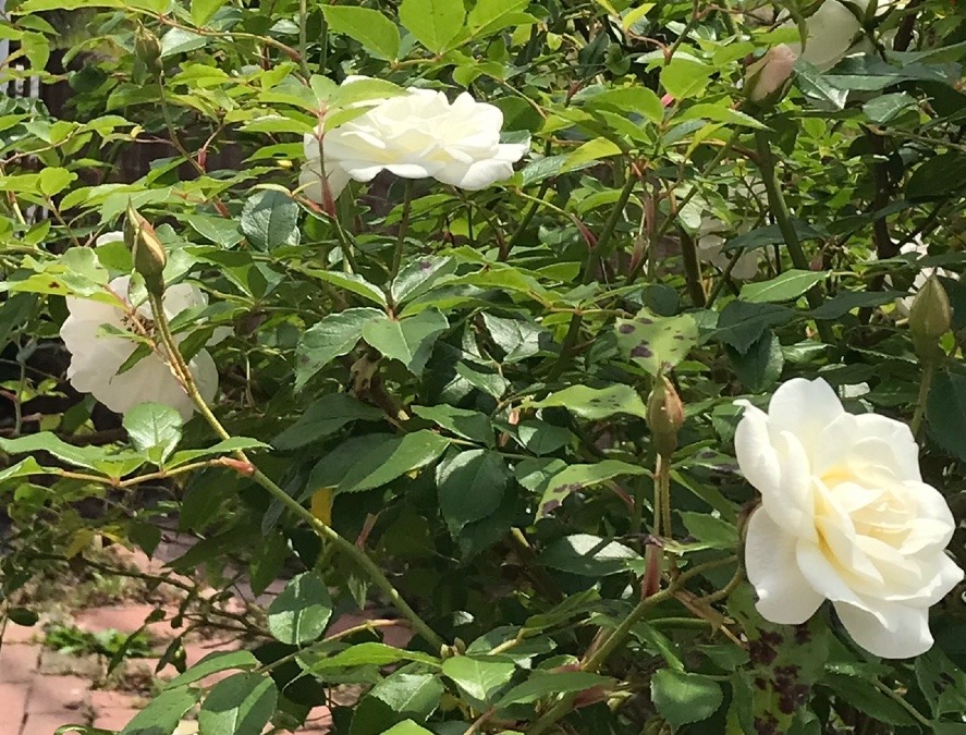 自宅の白薔薇 ④