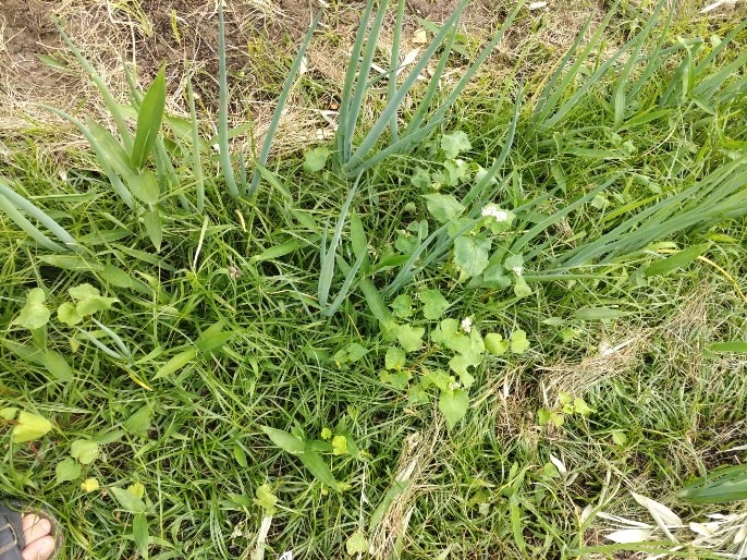 うちの畑は、蕎麦が雑草のように生えます(笑)