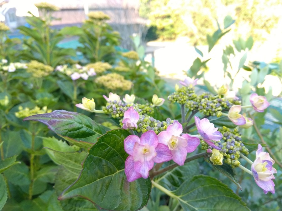 うちの紫陽花　②