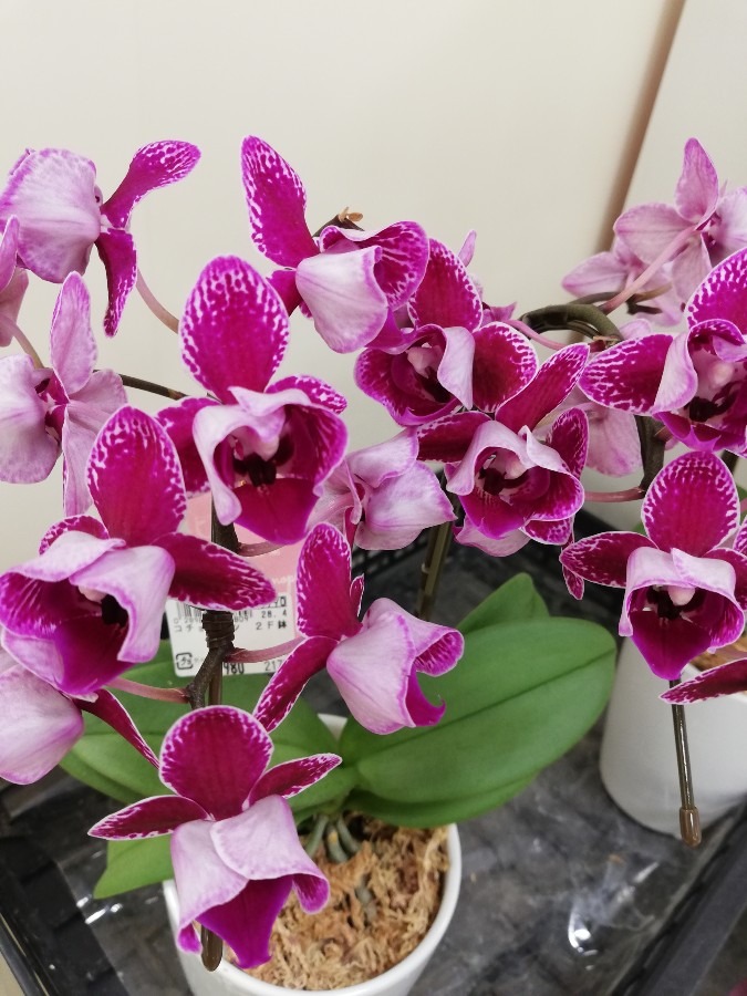キレイすぎる花🌷
