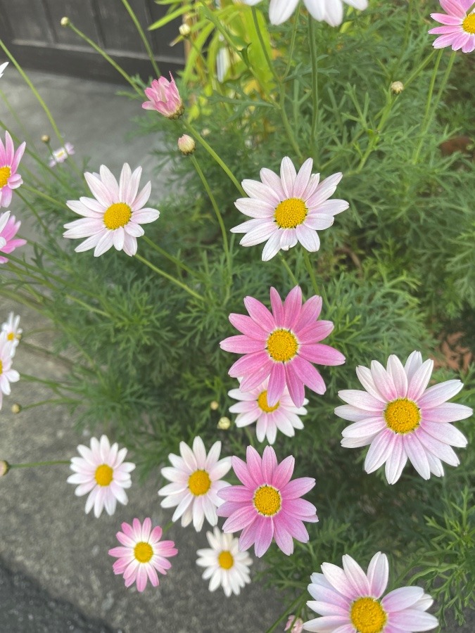 お花達満開🌸