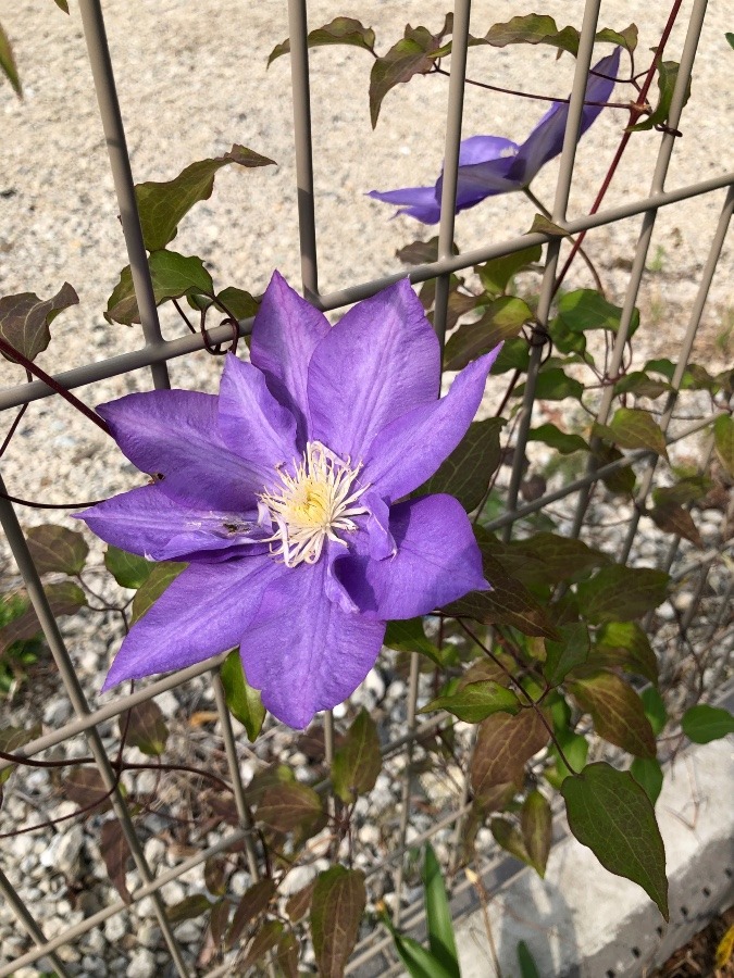 テツセンの花