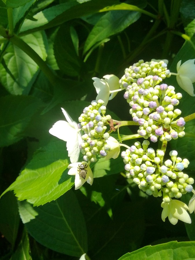 紫陽花と蜘蛛