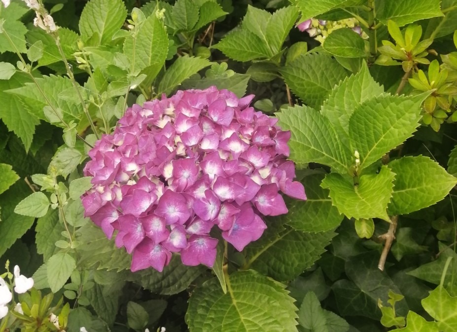 紫陽花の季節です