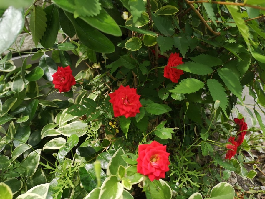 娘の家の・・・薮　の薔薇❤️