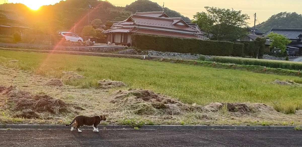 猫の散歩🐱