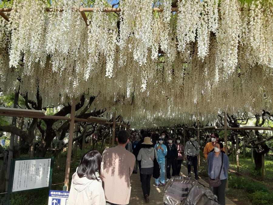 あしかがフラワーパーク③(白藤のトンネル🌼)