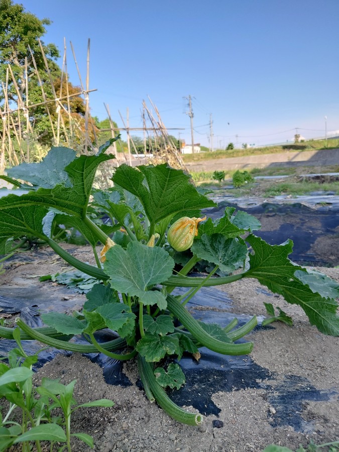 夏野菜作りのお手伝い④南瓜じゃなくてズッキーニ