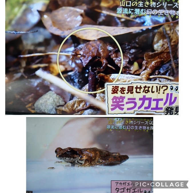 ちぐまや見てたら