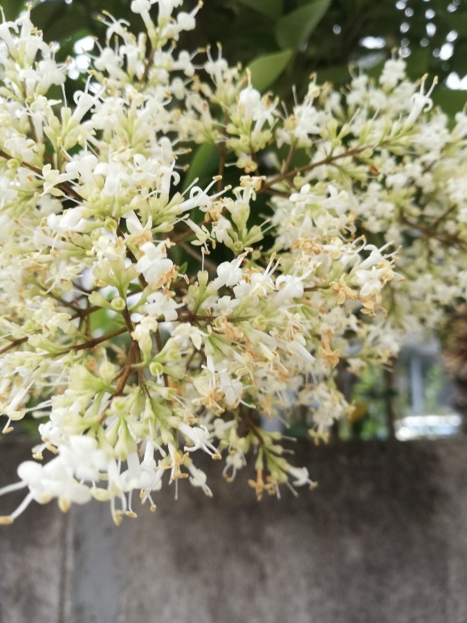 マンカイの花🌻🌴