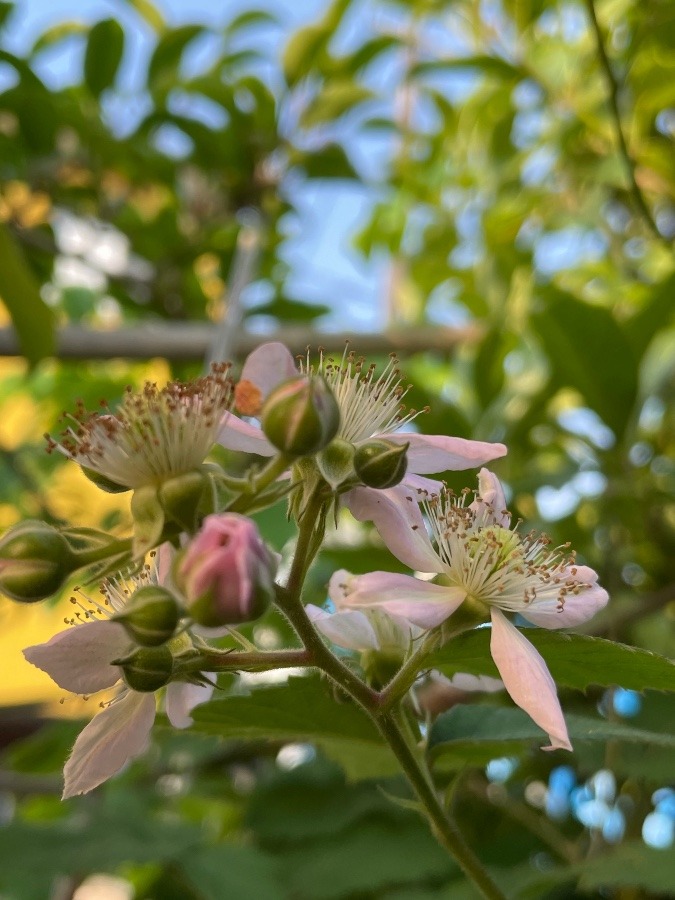 木いちごの花らしい‼️