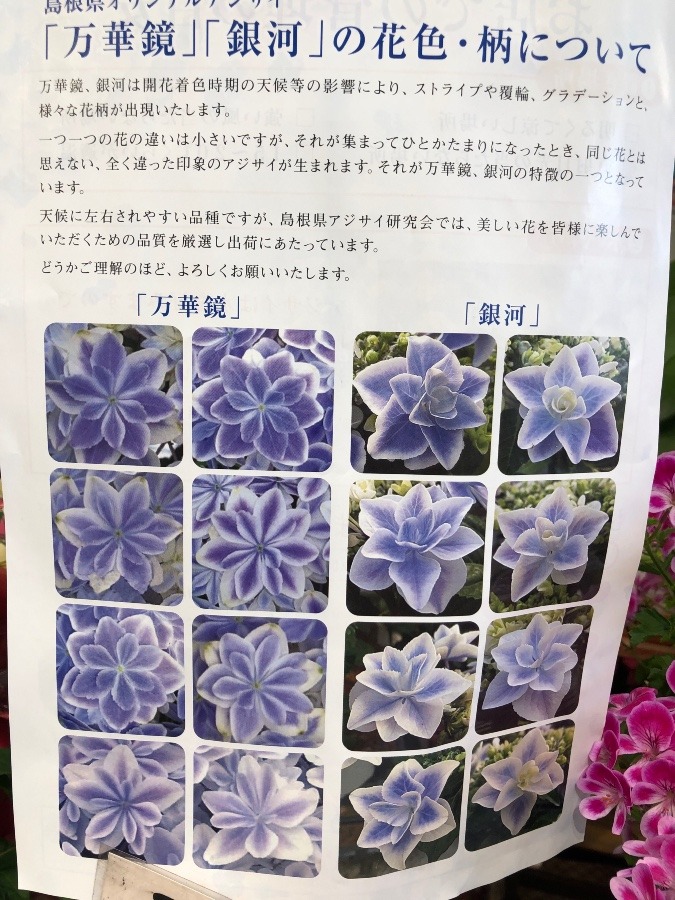 紫陽花の説明文