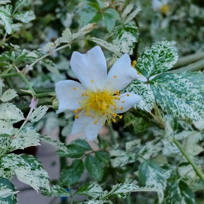 斑入り野茨（ノイバラ）🌹🌿